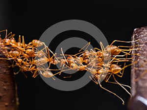Team work of red weaver ants