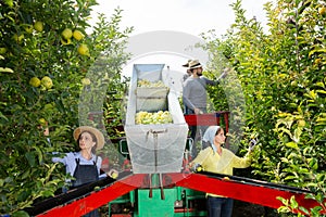 Team of workers harvest apples from trees in a sorting platform