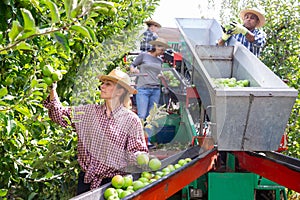 Team of workers pick ripe apples and place them on sorting platform