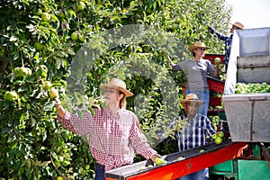 Team of workers pick ripe apples and place them on sorting platform