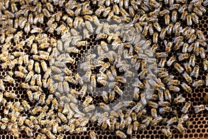 Team -working honey bees