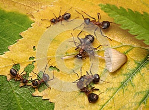 teams of ants fight for mushroom