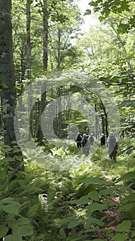 Teams navigate through forest trails as part of an outdoor team building program at a scenic wilderness retreat