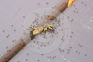 Teamwork - Ants Carrying Their Food