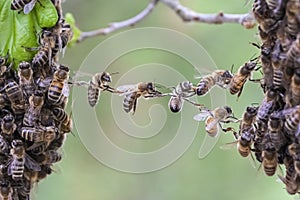 Teamwork of bees bridge a gap of two bee swarm parts.