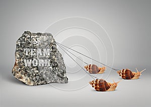 Teamwork concept, group of snails pulling big stone