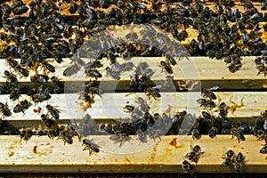 Týmová práce v med výroba uvnitř úl krabice 