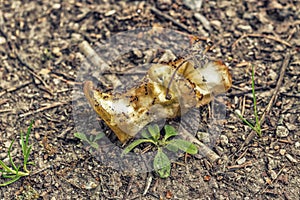 Teamwork of hungry ants on an apple core