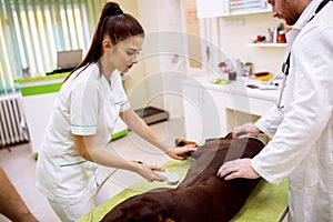 Teamwork of veterinarian, doing ultrasound exam to sick dog
