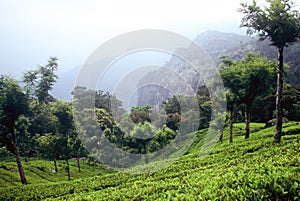 Teaplantation ,India