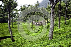 Teaplantation,India
