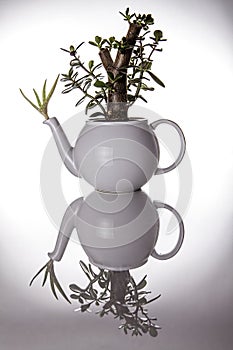 Teapot used as an unusual ornamental plant pot