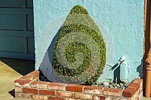Tear drop shaped green shrub with small brick wall and blue stucco facade or exterior in front yard of house