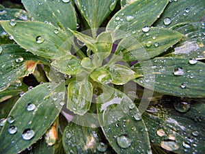 Tear drops on plant