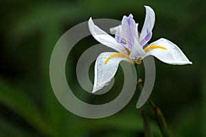 Tear Drops on White African Iris, Seminole, Florida