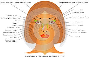 Tear gland anatomy