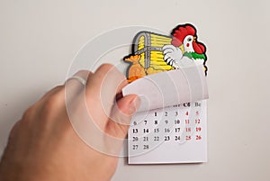 Tear-off calendar, a symbol of the new year rooster,