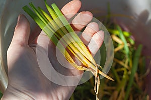 Tear off yellowed onion feathers infected with the pest onion fly