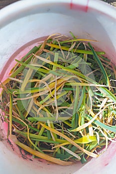 Tear off yellowed onion leaves, diseased onion feathers with the pest onion fly