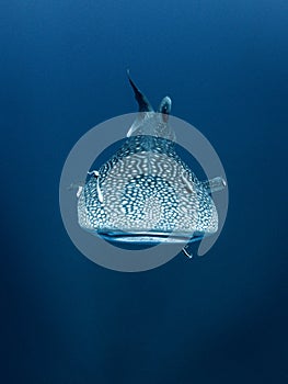 Teardrop. Whale Shark. Rhincodon typus