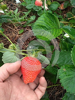 Tearing a huge strawberry from a bush