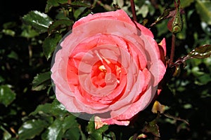 Tearose hybrid cultivar photo