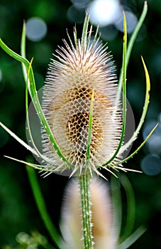 Teasel 1 photo