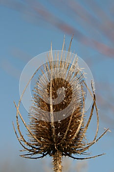 Teasel