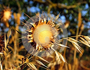 Teasel photo