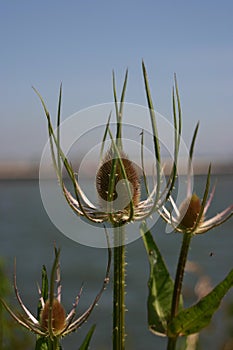 Teasel photo