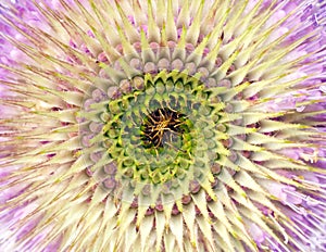 Teasel photo