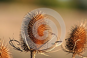 Teasel photo