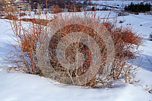 Teasel photo