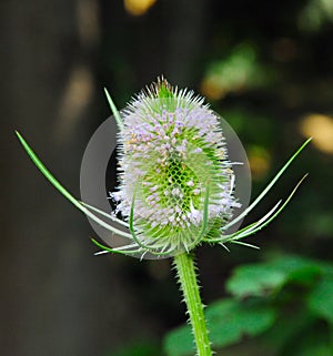 Teasel in bloom