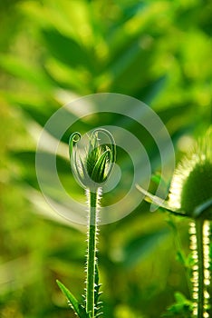 Teasel bud photo