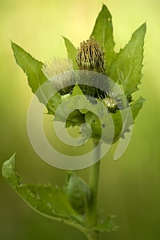 Teasel - Cirsium oleraceum photo