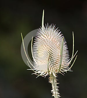 Teasel Close Up photo