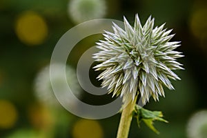 Teasel close-up