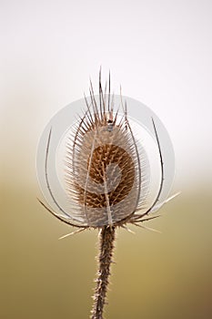 Teasel Comb with Insect in Spring photo