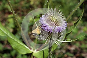 Teasel photo