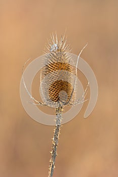 Teasel (Dipsacus fullonum) photo