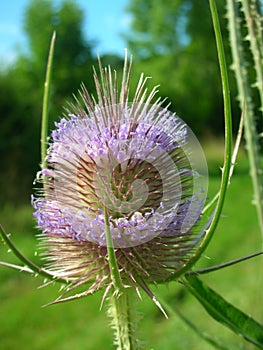 Teasel dipsacus fullonum detail photo