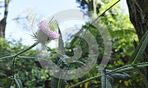 Teasel (Dipsacus fullonum) in meadow. flower heads of teazel