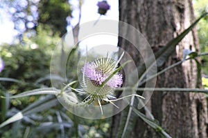 Teasel (Dipsacus fullonum) in meadow. flower heads of teazel