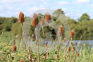 Teasel Dipsacus Fullonum photo