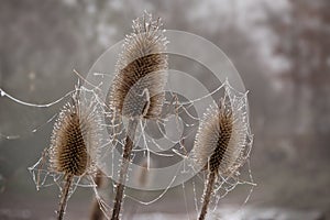 Teasel Dipsacus fullonum, three dry flower heads with frozen s