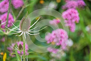 Teasel in a disused quarry now a nature reserve, Isle of Portland, Dorset.