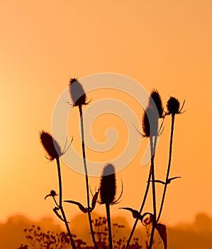 Teasel in the first sunlight.