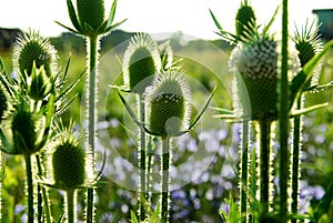 Teasel flowers photo