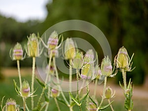 Teasel Flowers on a Summer Meadow